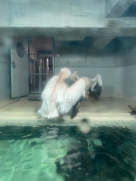 大分マリーンパレス水族館 「うみたまご」に投稿された画像（2022/12/25）