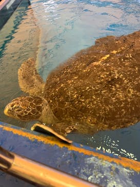 越前松島水族館に投稿された画像（2022/12/25）