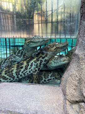 熱川バナナワニ園に投稿された画像（2022/12/25）