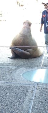 大分マリーンパレス水族館 「うみたまご」に投稿された画像（2022/12/25）