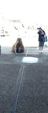 大分マリーンパレス水族館 「うみたまご」に投稿された画像（2022/12/25）