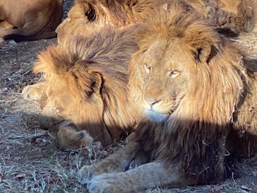 群馬サファリパークに投稿された画像（2022/12/25）