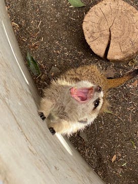 群馬サファリパークに投稿された画像（2022/12/25）