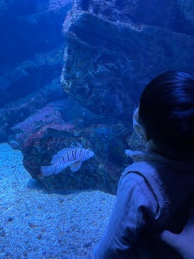 京都水族館に投稿された画像（2022/12/25）