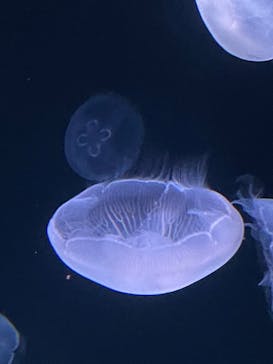 サンシャイン水族館に投稿された画像（2022/12/25）