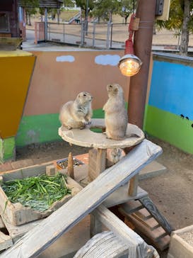 淡路ファームパーク イングランドの丘に投稿された画像（2022/12/25）