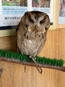Moff animal cafe 小田原ダイナシティ店に投稿された画像（2022/12/25）