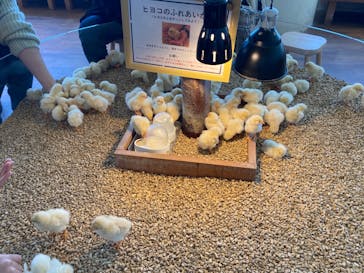 Moff animal cafe 小田原ダイナシティ店に投稿された画像（2022/12/25）