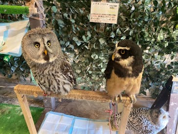 ふくろうカフェ　fuku（フク）に投稿された画像（2022/12/25）