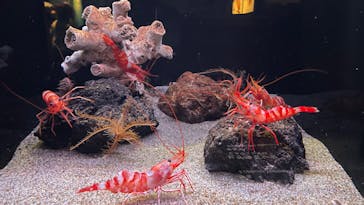 環境水族館アクアマリンふくしまに投稿された画像（2022/12/25）