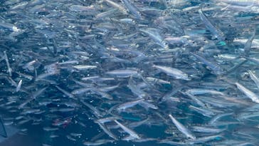 環境水族館アクアマリンふくしまに投稿された画像（2022/12/25）