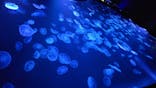 すみだ水族館に投稿された画像（2022/12/25）