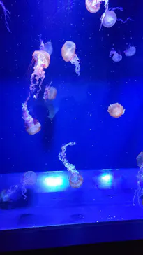 すみだ水族館に投稿された画像（2022/12/25）