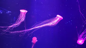 すみだ水族館に投稿された画像（2022/12/25）