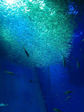 アクアワールド茨城県大洗水族館に投稿された画像（2022/12/25）