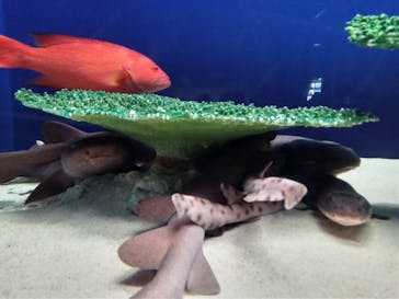 アクアワールド茨城県大洗水族館に投稿された画像（2022/12/25）