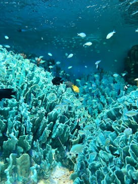 サンシャイン水族館に投稿された画像（2022/12/25）