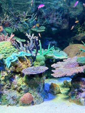 サンシャイン水族館に投稿された画像（2022/12/25）