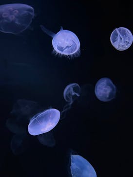 サンシャイン水族館に投稿された画像（2022/12/25）