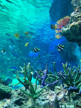 サンシャイン水族館に投稿された画像（2022/12/25）