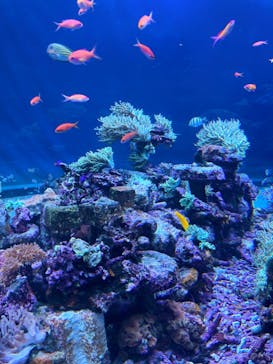 サンシャイン水族館に投稿された画像（2022/12/25）