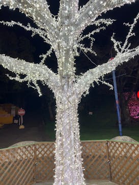 さがみ湖MORI MORIに投稿された画像（2022/12/25）