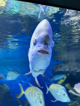 サンシャイン水族館に投稿された画像（2022/12/25）