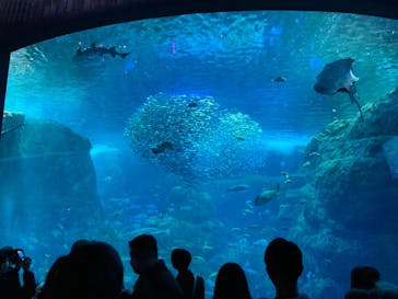 新江ノ島水族館に投稿された画像（2022/12/25）