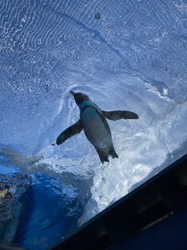 サンシャイン水族館に投稿された画像（2022/12/25）