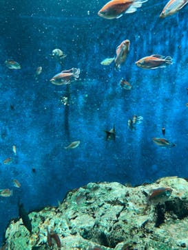 サンシャイン水族館に投稿された画像（2022/12/25）