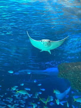 サンシャイン水族館に投稿された画像（2022/12/25）