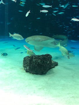 サンシャイン水族館に投稿された画像（2022/12/25）