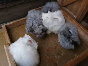 神戸どうぶつ王国に投稿された画像（2022/11/5）