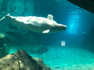 名古屋港水族館に投稿された画像（2022/12/25）