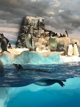 名古屋港水族館に投稿された画像（2022/12/25）