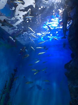名古屋港水族館に投稿された画像（2022/12/25）