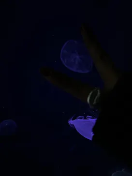 仙台うみの杜水族館に投稿された画像（2022/12/25）