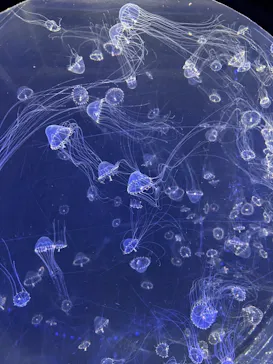 仙台うみの杜水族館に投稿された画像（2022/12/25）