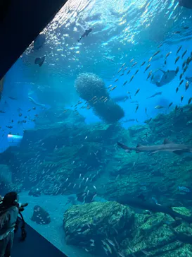 仙台うみの杜水族館に投稿された画像（2022/12/25）