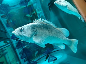 アクアワールド茨城県大洗水族館に投稿された画像（2022/12/25）