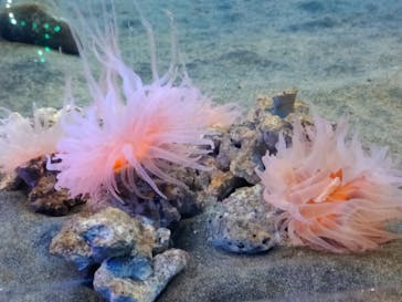 アクアワールド茨城県大洗水族館に投稿された画像（2022/12/25）