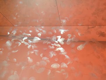 アクアワールド茨城県大洗水族館に投稿された画像（2022/12/25）