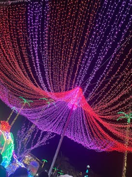 美らヤシパークオキナワ・東南植物楽園に投稿された画像（2022/12/25）