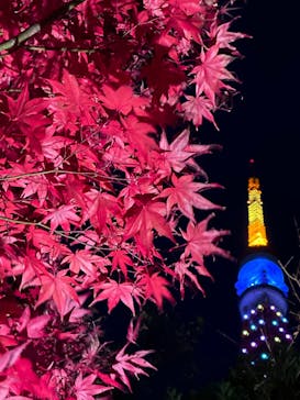 東京タワーに投稿された画像（2022/12/25）