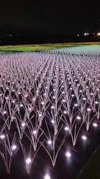 東京メガイルミに投稿された画像（2022/12/25）