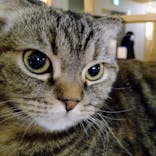 猫カフェモカ　新宿店に投稿された画像（2022/12/26）