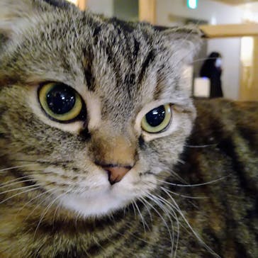 猫カフェモカ　新宿店に投稿された画像（2022/12/25）