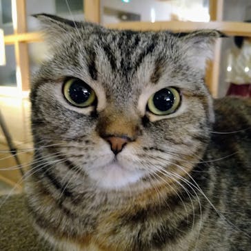 猫カフェモカ　新宿店に投稿された画像（2022/12/25）