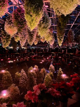 なばなの里に投稿された画像（2022/12/25）