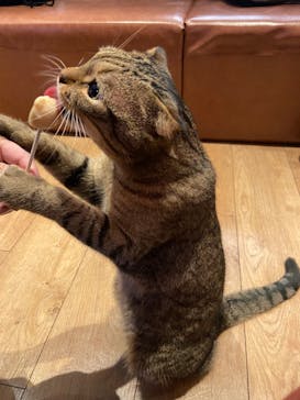 猫カフェモカ　池袋東口店に投稿された画像（2022/12/26）